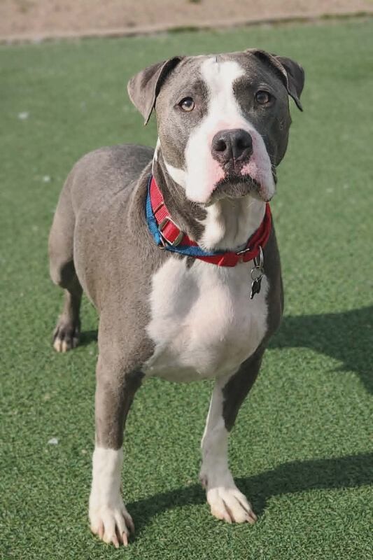 Picture of the Animal Listed